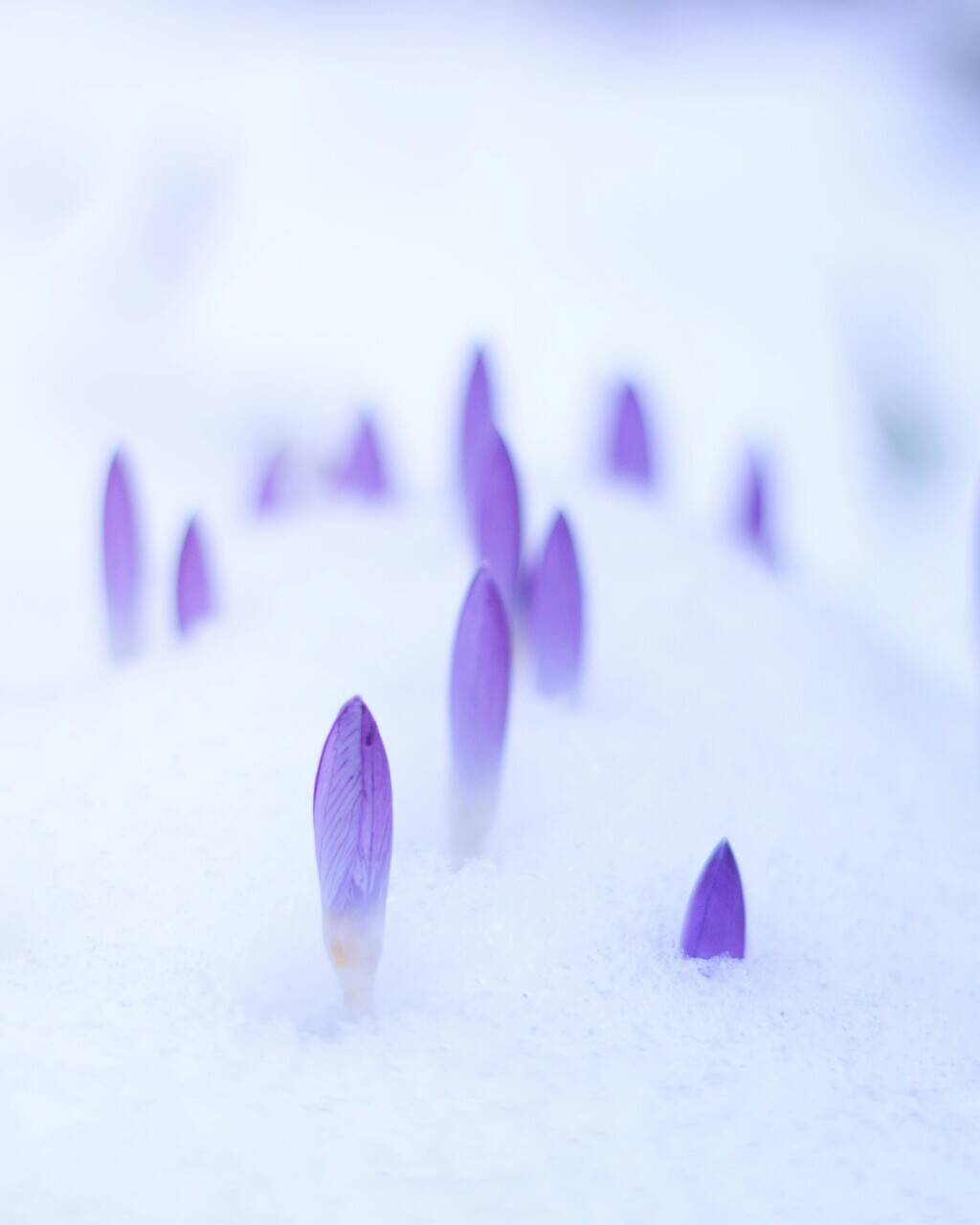 krookukset nousevat lumen keskeltä - todellisia kevään edelläkävijöitä!